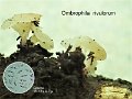 Ombrophila rivulorum-amf2098